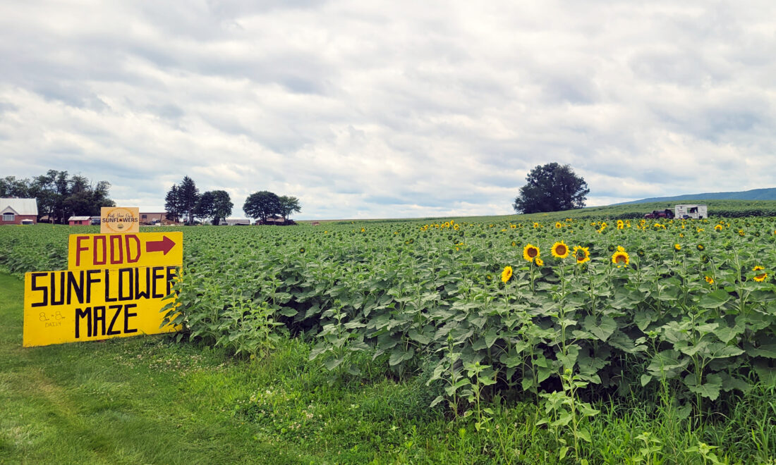 Sunflower maze — bigger than before — returns to Clinton County farm